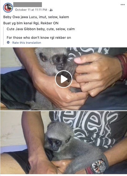 The Javan gibbon offered for sale.