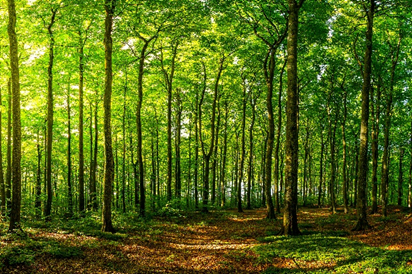 narrow path through dark forest