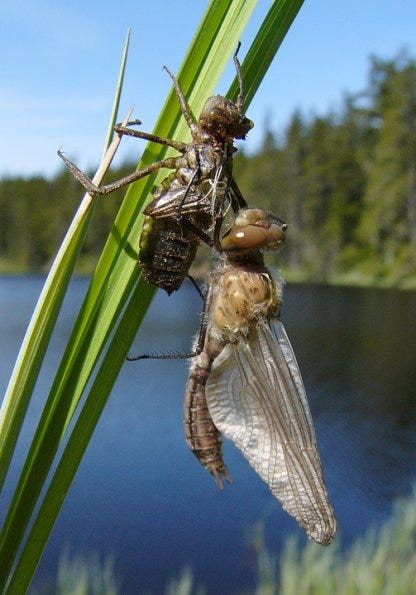 wings forming on an emerged dragonfly