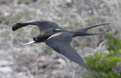 A frigatebird in flight with electrodes.