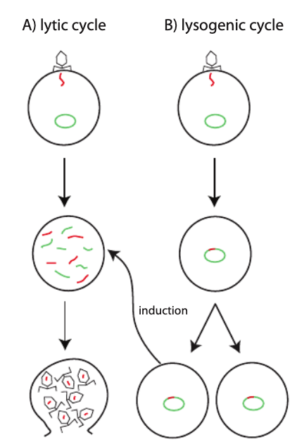 https://www.researchgate.net/figure/Schematic-and-generalized-depiction-of-the-lytic-and-lysogenic-cycles-of-phage-A-Lytic_fig1_261507955