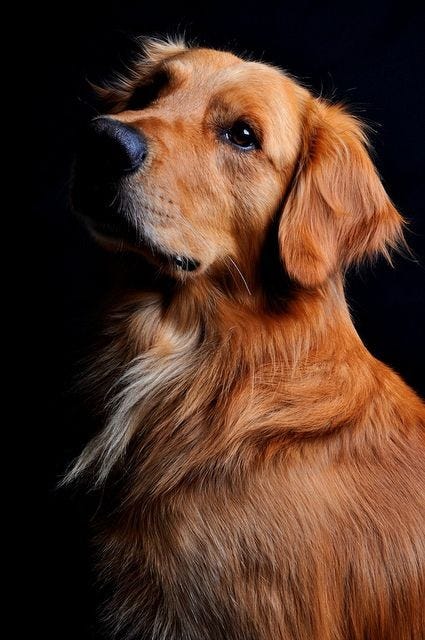 Golden retriever Dog with black background | Flickr