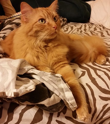 A fluffy orange cat with green eyes on a zebra-print bed.