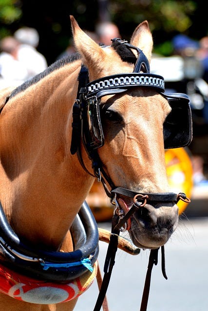 a tan horse with black blinkers