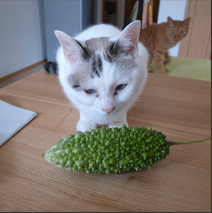 Cat staring at bitter melon
