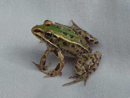 A green and brown frog with dark spots and an extra front leg.