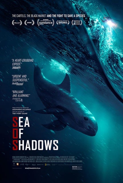 Sea of Shadows film poster which features an image of the small Vaquita whale swimming in the ocean.