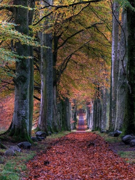 beautiful colored leaves on the trees and on the clear path