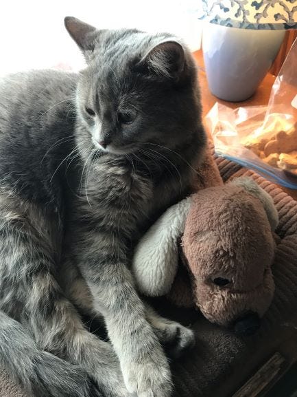 Picture of a young gray tabby with a stuffed dog-bones visible in background