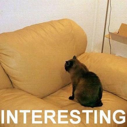 A cat looking at a sofa. A website has to be interesting to be SEO optimized