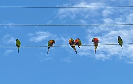 birds sitting on telephone wire