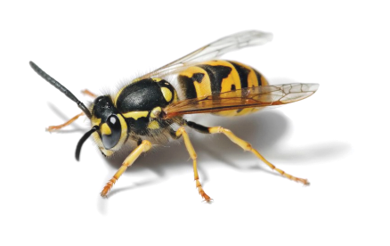 Image shows a wasp, which actually is the logo of the OWASP organization.