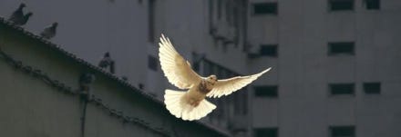 Dove in flight in front of darker urban building.
