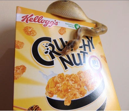 Hunt for discounts like a cobra with a box of crunchy nut