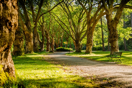 Image of sun shining on tree-lined path in the park to illustrate post.