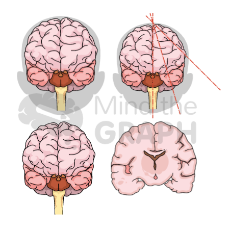 baby_brain_scientifc_illustrations