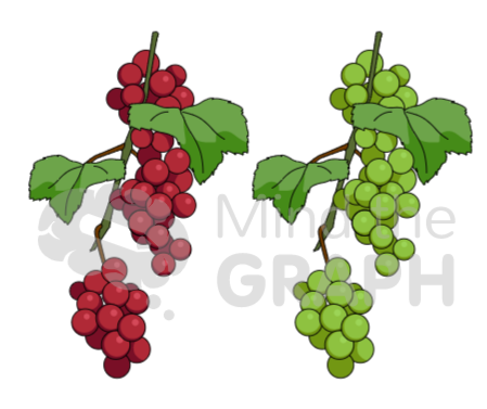 wine_grape_scientific_illustrations_mind_the_graph