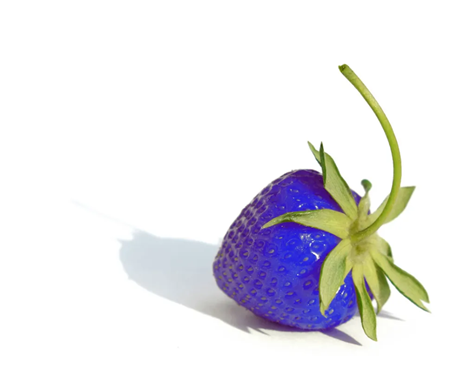 A bright blue strawberry.