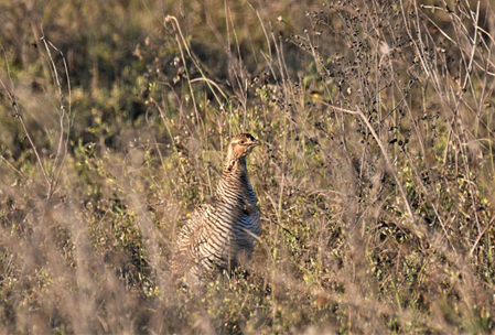 a brown female prairie chicken in the prairie