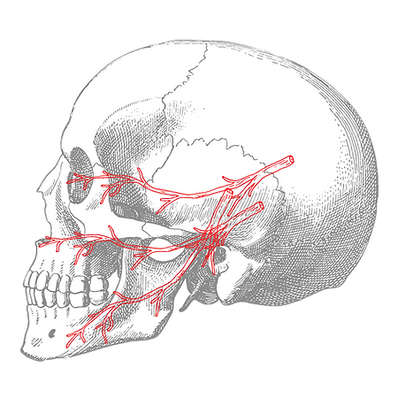 A skull with the trigeminal nerve represented in branches. At the top we have the ophtalmic, at the middle we have the maxillary and at the bottom the mandibular nerve.