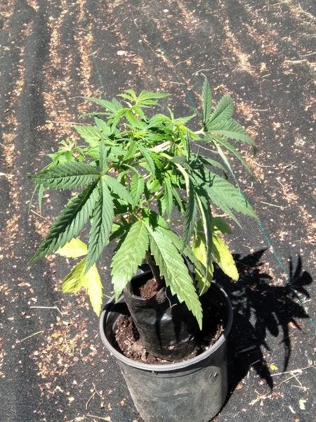 This is a photo of my cannabis plant. It is about 12 inches tall and the leaves are dense and green. I am learning to grow it this year.