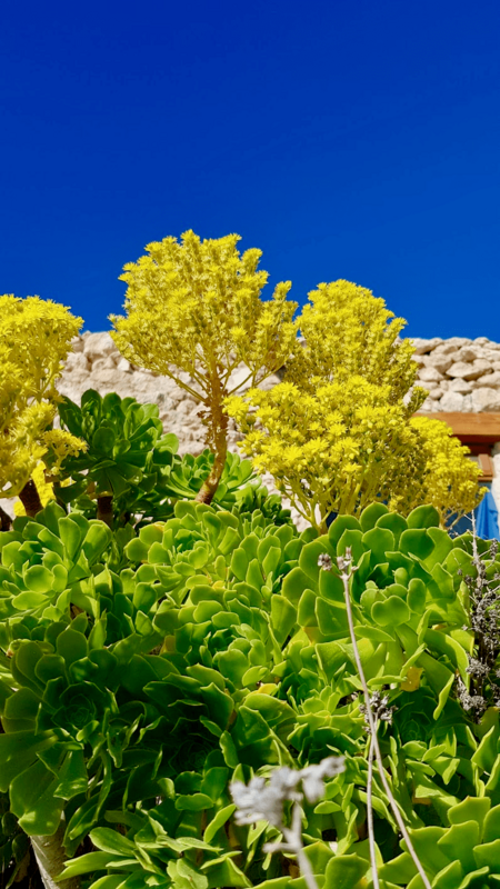 The photo shows yellow stonecrop flowers (Aeonium palmense) and succulent green leaves. A stone house wall appears in the background, below an intense blue sky.