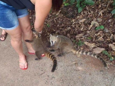 Two coatis at Iguazu National Park begging a tourist for food. One is climbing up a woman’s leg