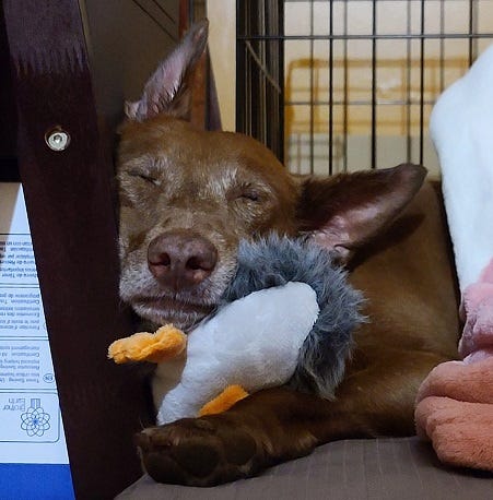 A brown dog with a smattering of white fur on her muzzle and around her eyes sleeps with the left side of her face squished against a bookcase. Her eyes are squeezed shut and her mouth is peacefully closed. Underneath the right side of her chin and cheek is tucked a stuffed duck, of which the grey and white rump and little orange feet only are visible. At the right of the frame, a pink and white soft blanket covers part of the dog’s back.