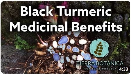 BlackTurmericHealthBenefits Tierra Botanica https://tierrabotanica.com/products/black-turmeric-curcuma-caesia-2-oz-60-ml