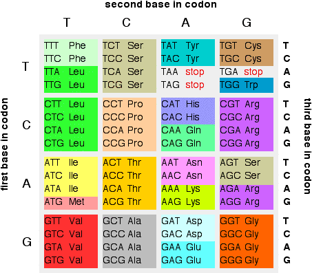 a table of the codons and the amino acids