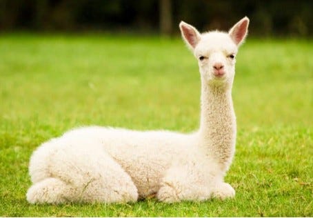 What’s a Baby Alpaca Called