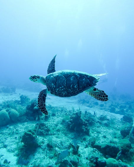 A tortoise under the sea