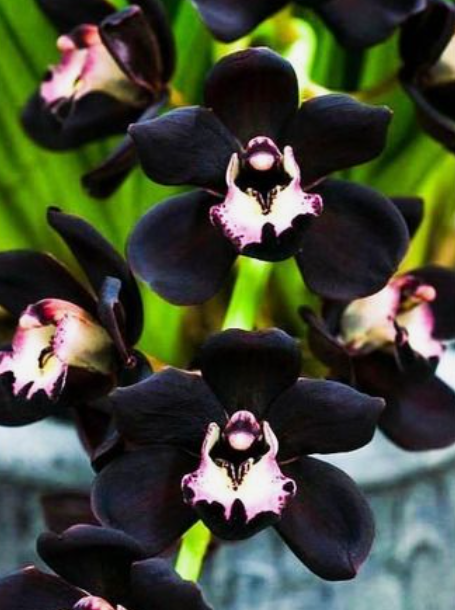Maxillaria Schunkeana black orchid