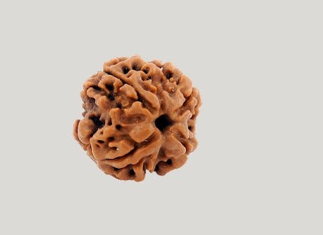 4 Mukhi Rudraksha