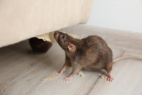 Rodents Control Rochester NY | Pest Control Company