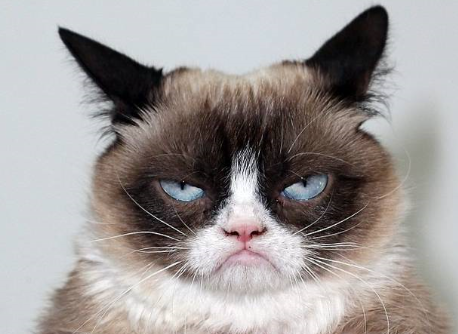 Grumpy Cat