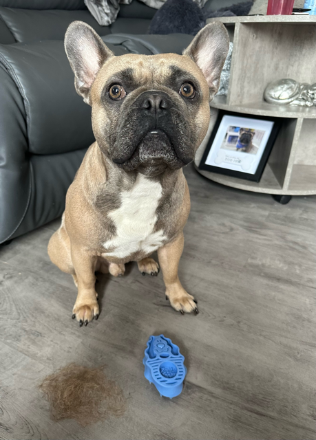 Kong Zoom Groom Review - Top Frenchie