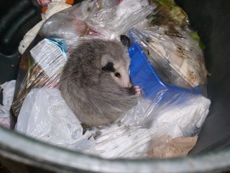 A small opossum curled up in a trash can on top of clear bags filled with trash.