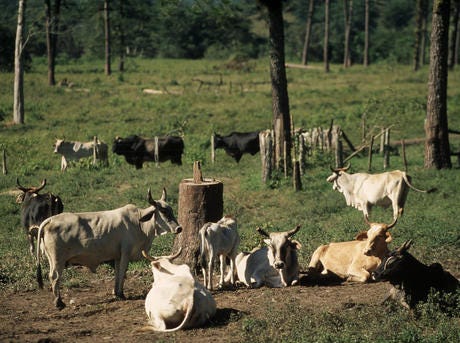 “ In 2019, the tropics lost close to 30 soccer fields’ worth of trees every single minute. In the Amazon, around 17% of the forest has been lost in the last 50 years, mostly due to forest conversion for cattle ranching.” Source: WWF