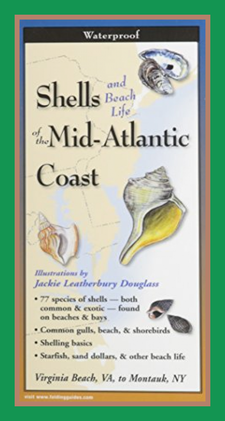 Shells of the Mid-Atlantic Coast: Folding Guide (Foldingguides) eBook Cover