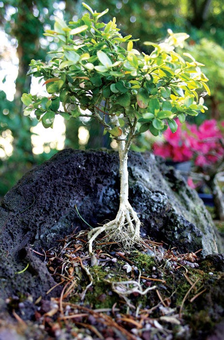 bonsai tree on rock