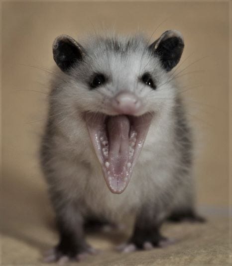 An opossum on a yellow background, its mouth is open wide in a scream.