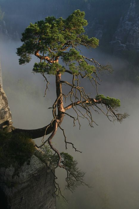 Strong Tree on Side of Cliff