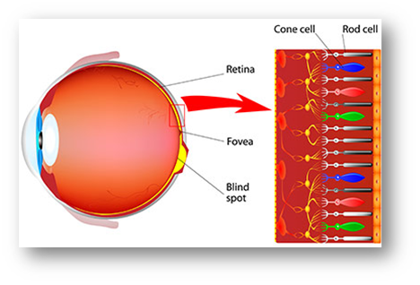 Cone cells in eye