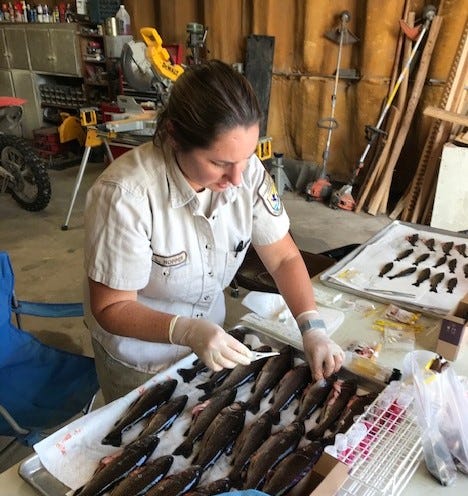 Woman examining dead fish on a table