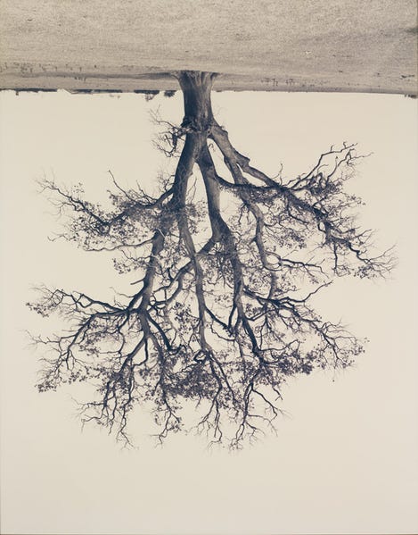 upside down landscape with tree