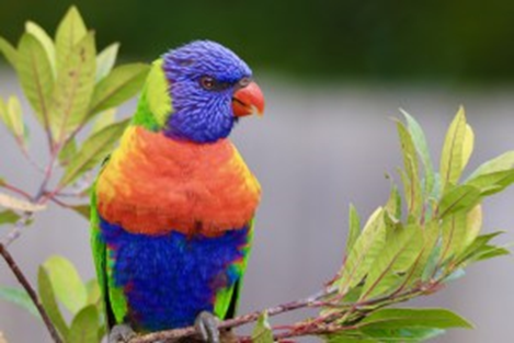 Picture of a multicolored parrot sitting on a green branch