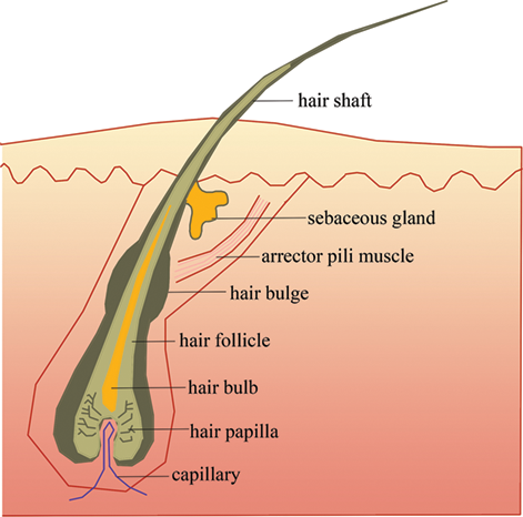 The Structure Of Hair . labelled diagram of structure of hair