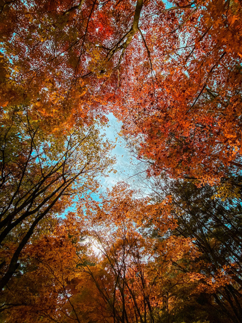 looking up through autumn trees at a blue sky