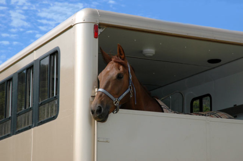 Horse in a shipping trailer